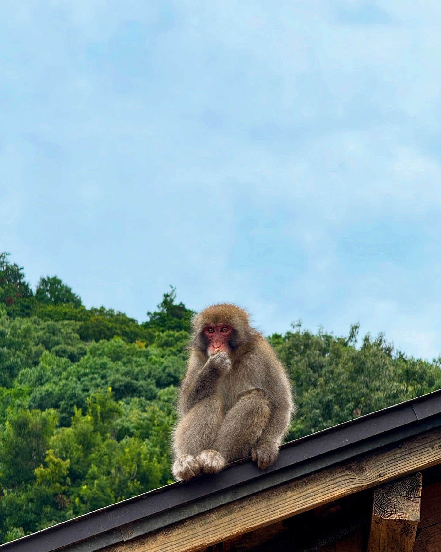 Arashiyama Bamboo Grove Monkey, Japan Arashiyama Bamboo Grove Monkey, Japan