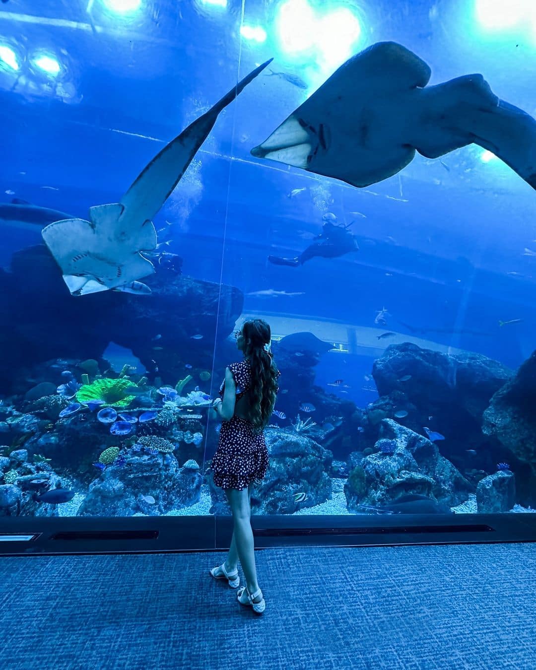 Dubai Aquarium Dubai Aquarium