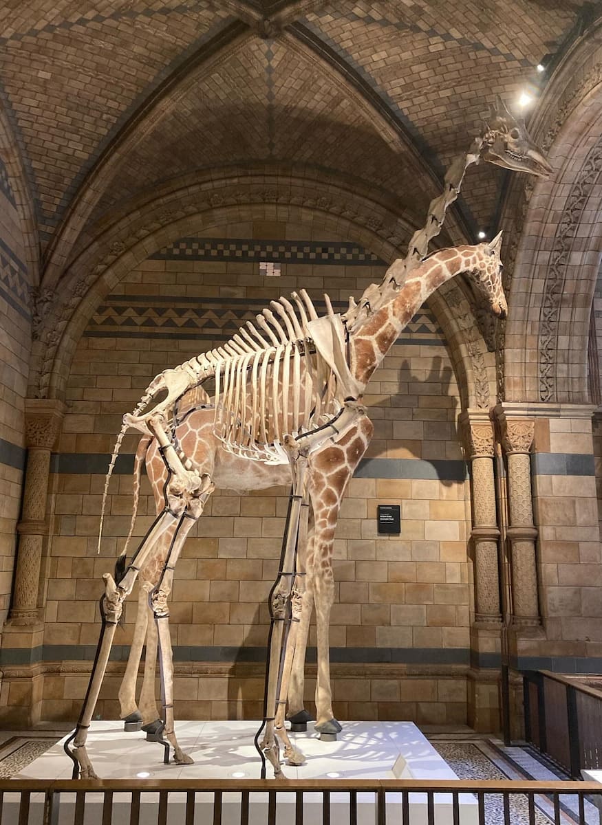 Natural History Museum, London Natural History Museum, London