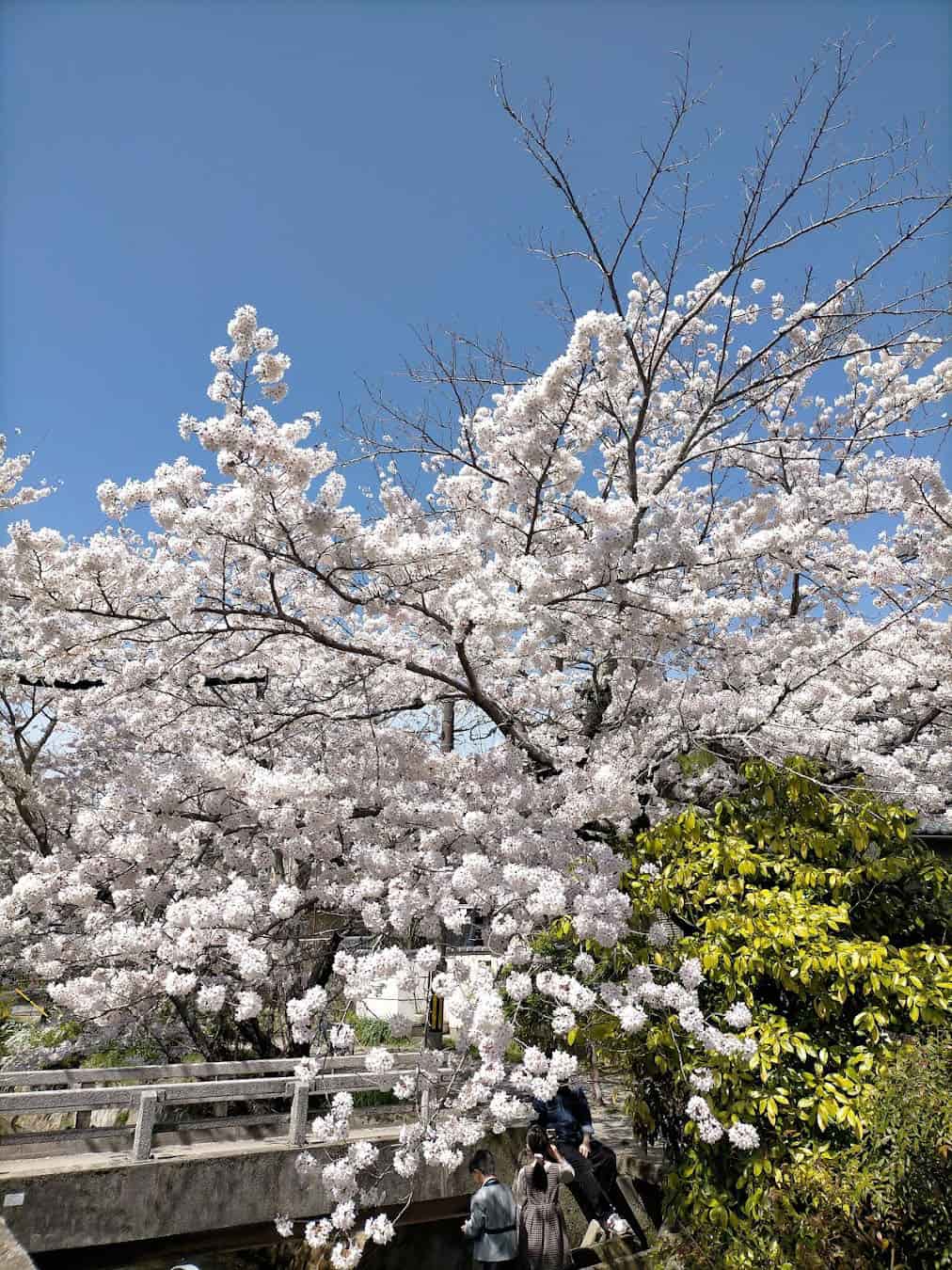 Philosopher's Path Cherry, Japan Philosopher's Path Cherry, Japan