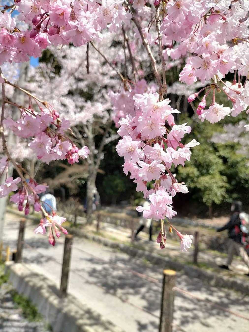 Philosopher's Path Cherry, Japan Philosopher's Path Cherry, Japan