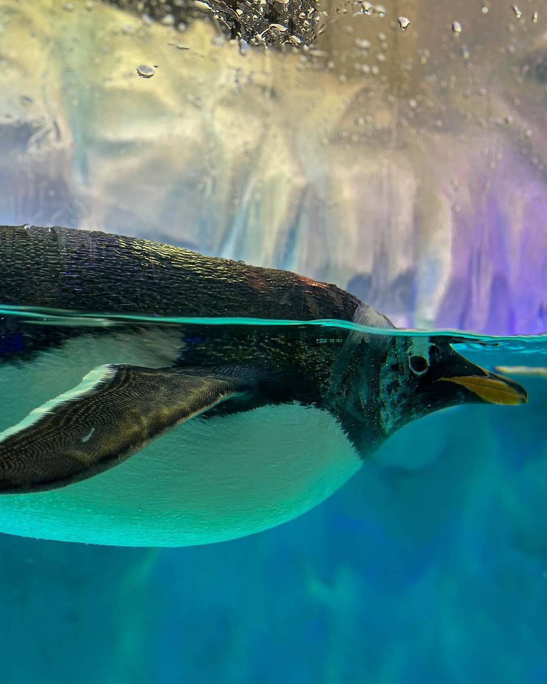 Underwater Zoo Underwater Zoo