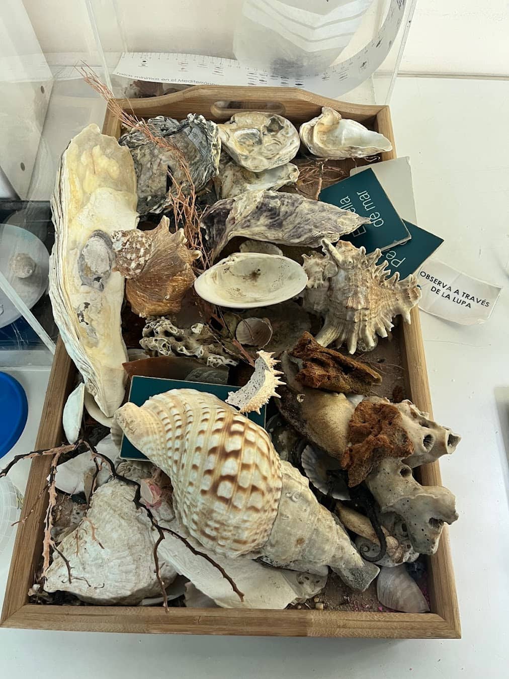 Alborania Museum Shells, Spain Alborania Museum Shells, Spain