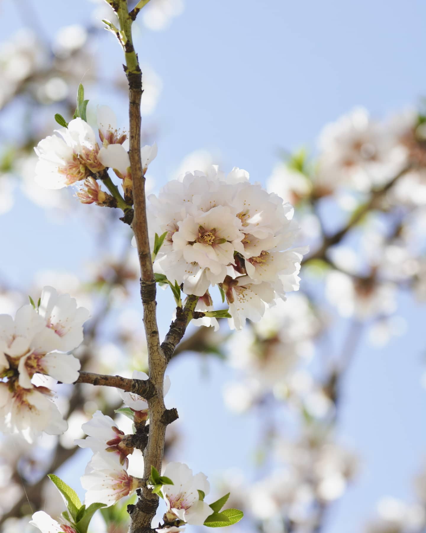 Almond Blossom Festival in Agrigento Almond Blossom Festival in Agrigento