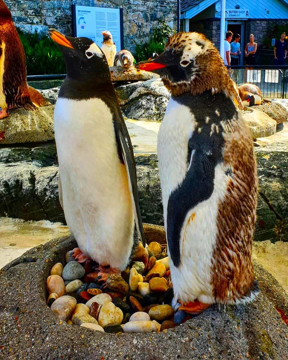 Aquarium, Bergen Aquarium, Bergen
