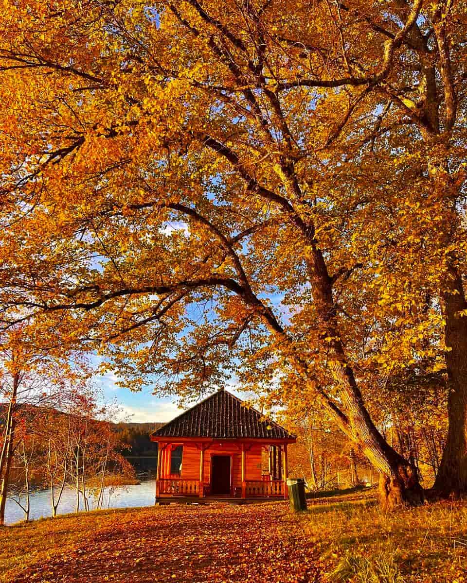 Autumn in Nordmarka forest Autumn in Nordmarka forest