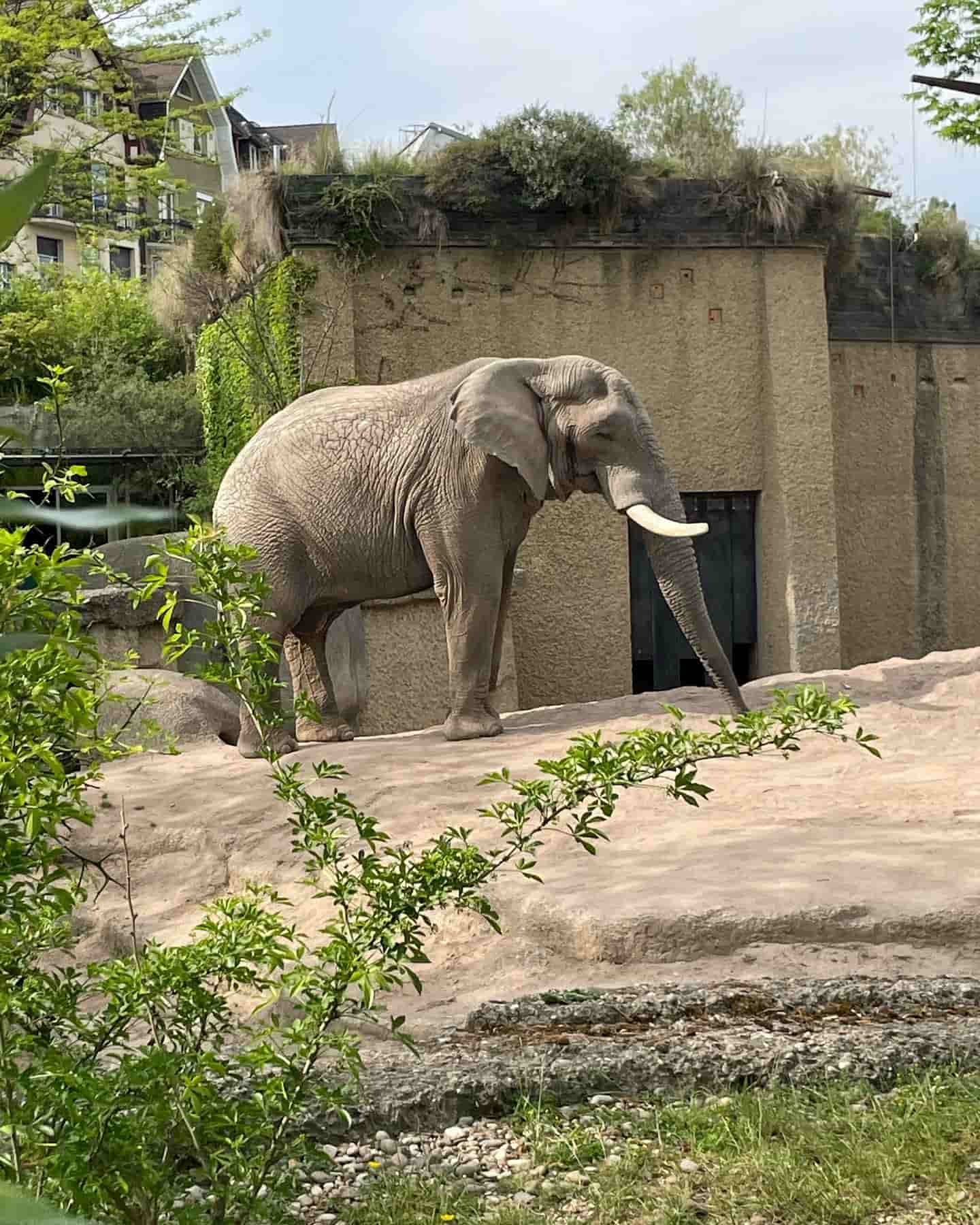 Bazel Zoo Elephant Bazel Zoo Elephant