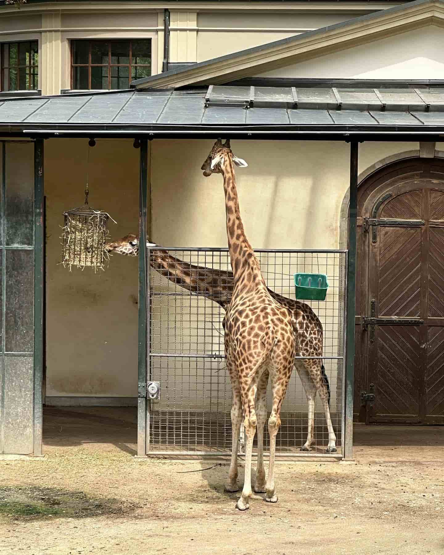 Bazel Zoo Giraffe Bazel Zoo Giraffe