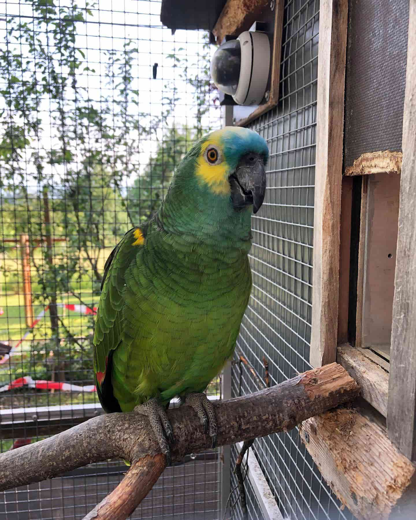 Bazel Zoo Parrot Bazel Zoo Parrot