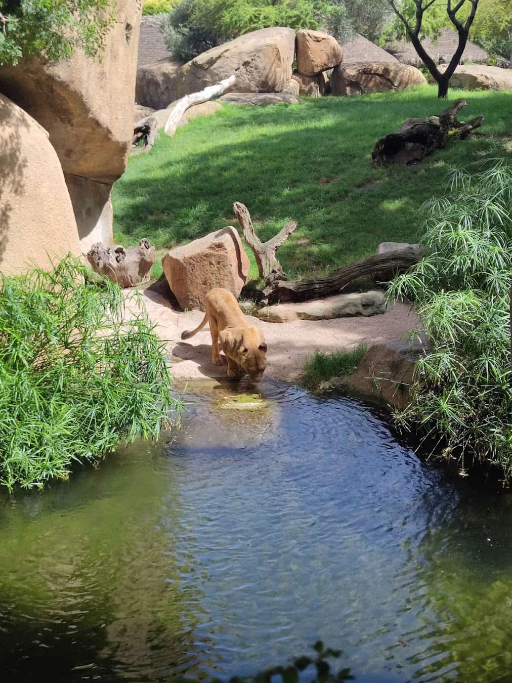 Bioparc_Valencia_Lion_Spain4 Bioparc Valencia Lion,Spain