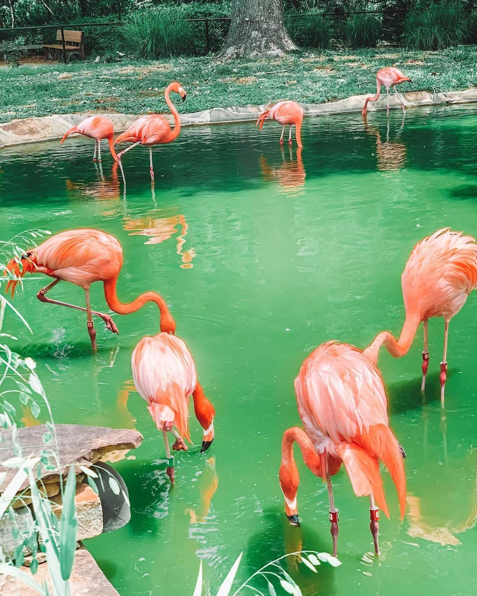 Birmingham Zoo Birmingham Zoo