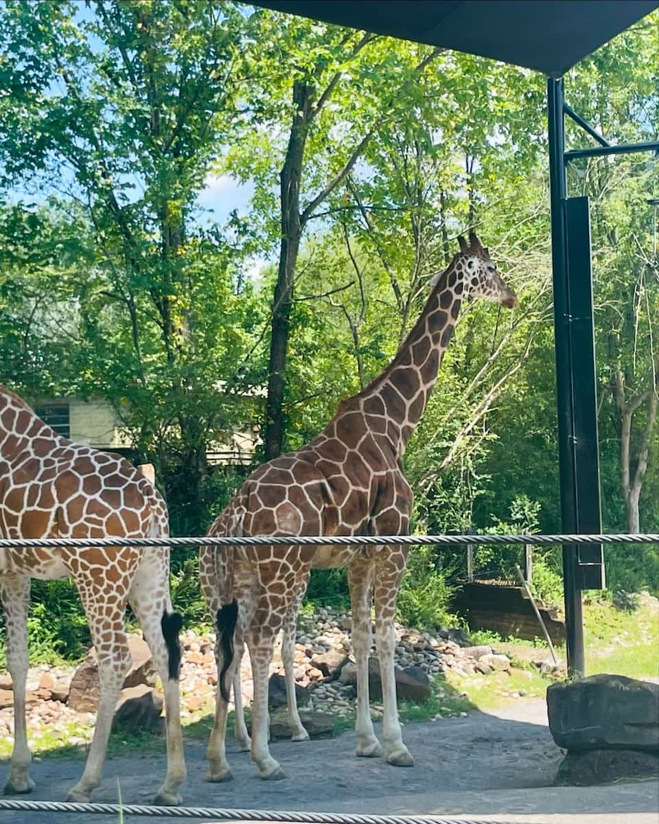Birmingham Zoo Birmingham Zoo