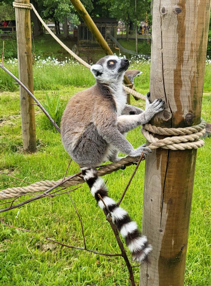 Blackpool Zoo Blackpool Zoo