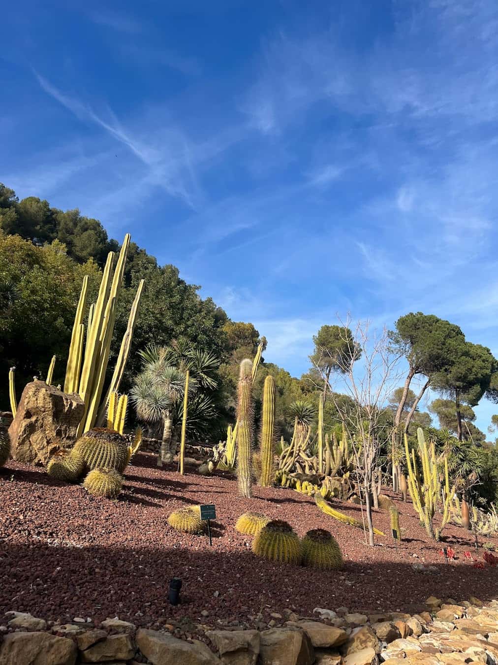 Botanical Gardens Cactus, Spain Botanical Gardens Cactus, Spain