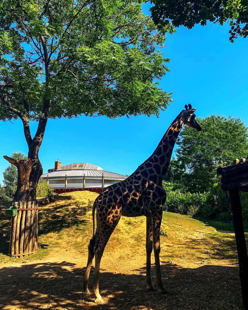 Budapest Zoo, Budapest Budapest Zoo, Budapest