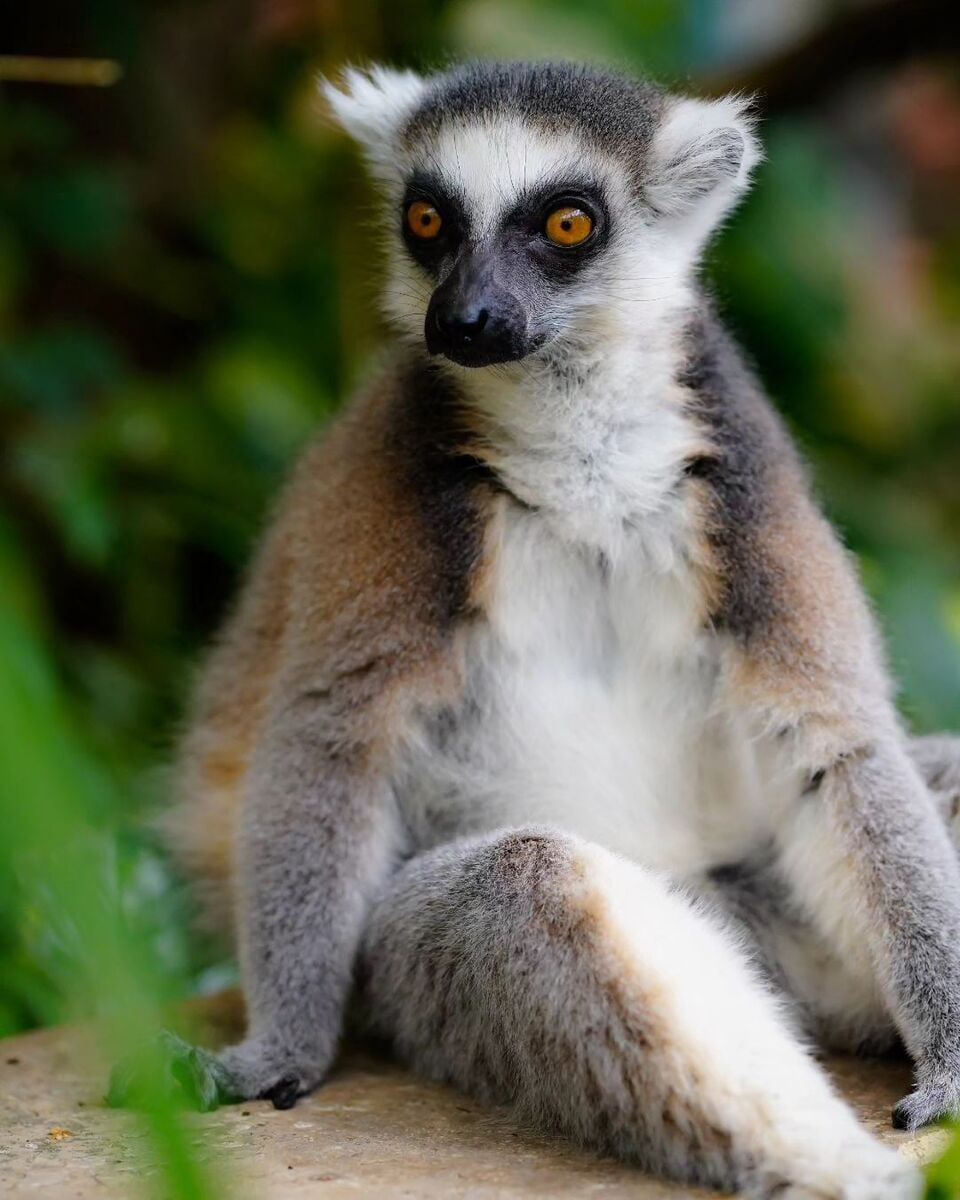 Budapest Zoo, Budapest Budapest Zoo, Budapest