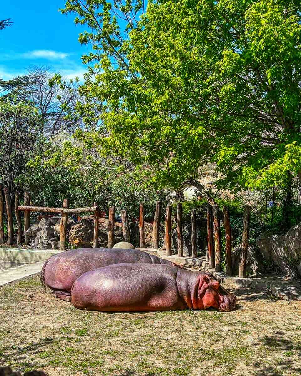 Budapest Zoo, Budapest Budapest Zoo, Budapest