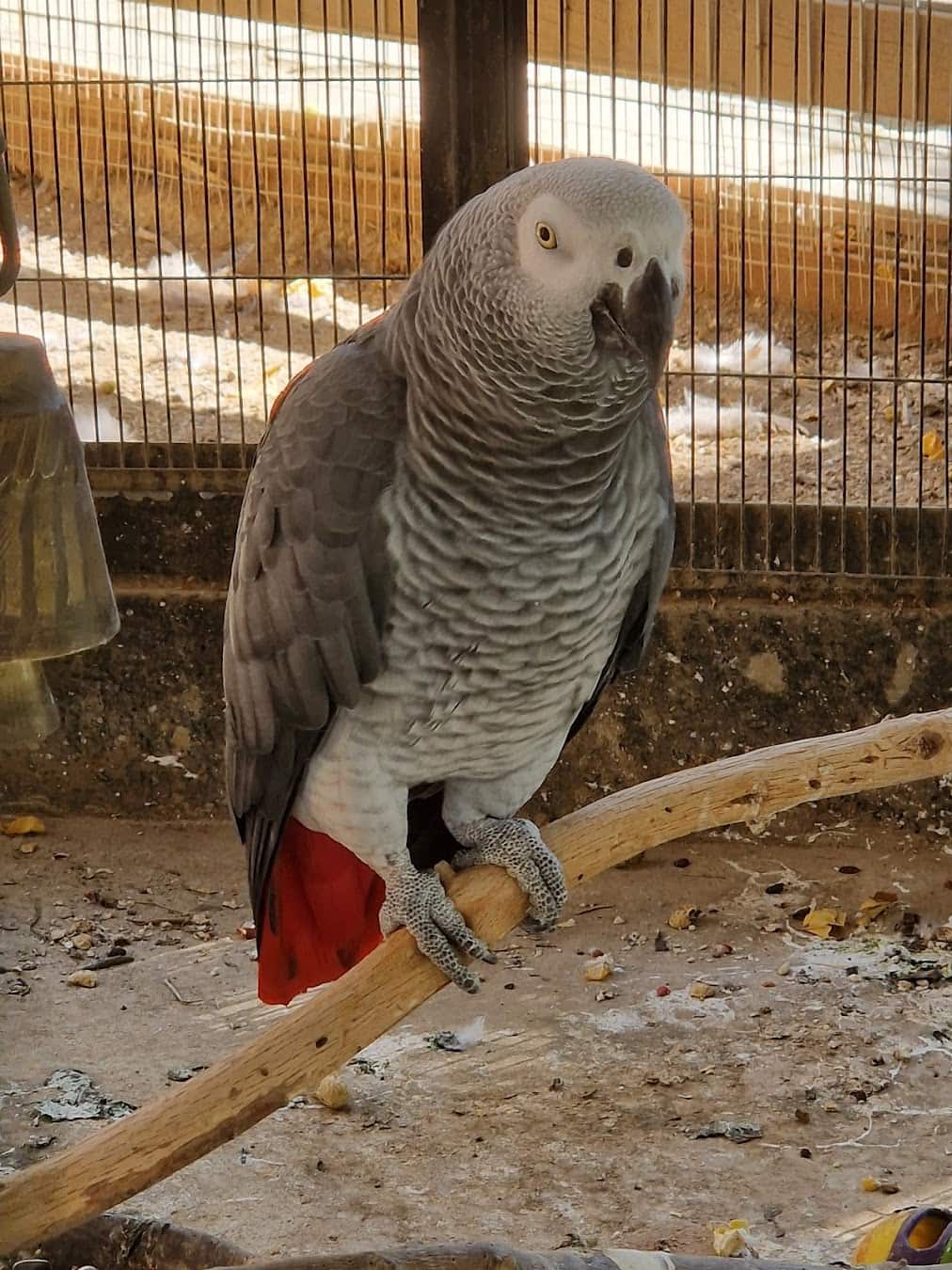 Camel Park Mazotos Parrot, Cyprus Camel Park Mazotos Parrot, Cyprus