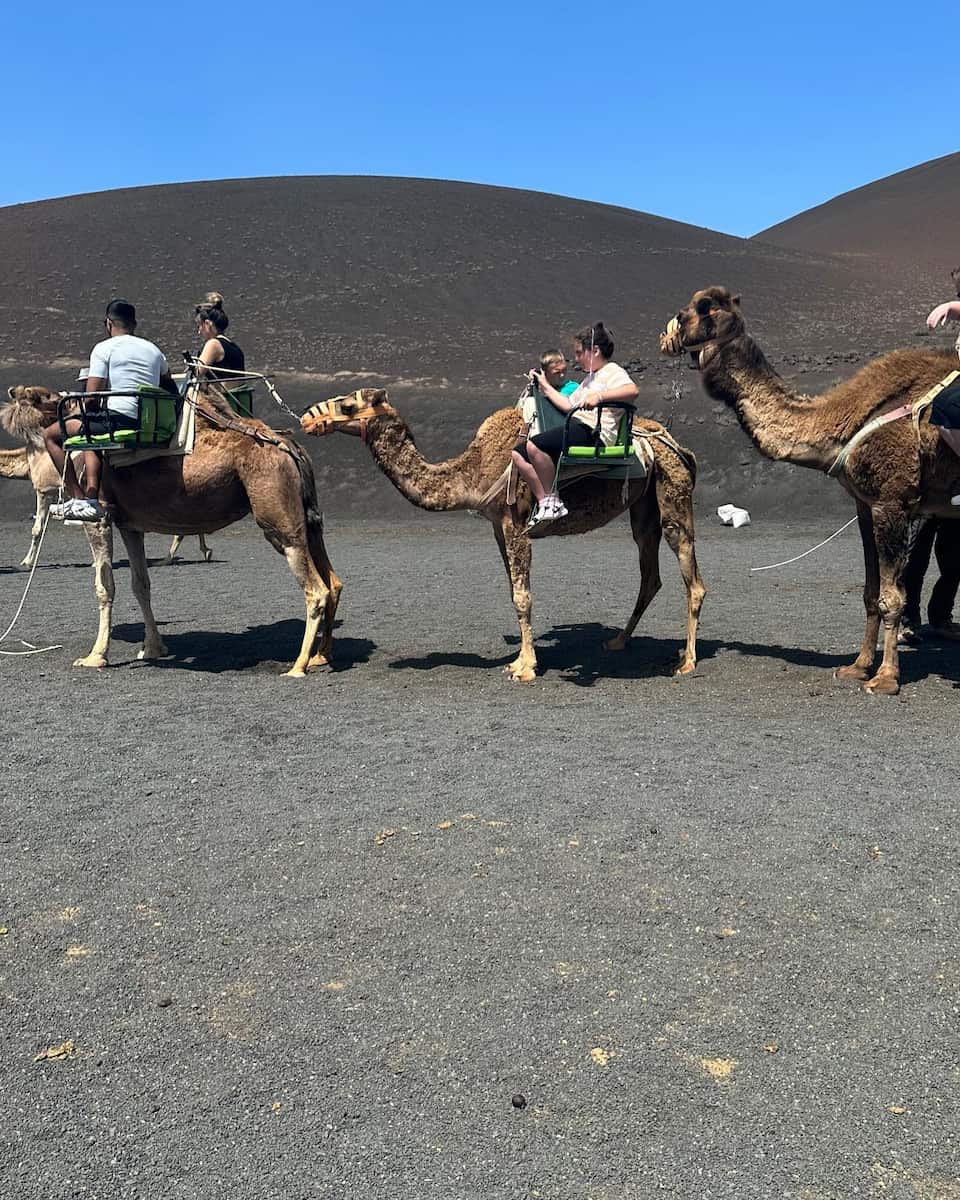 Camel Ride, Lanzarote Camel Ride, Lanzarote