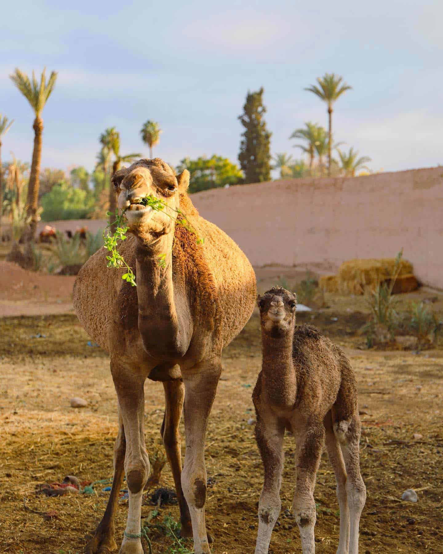 Camel Rides, Marrakech Camel Rides, Marrakech