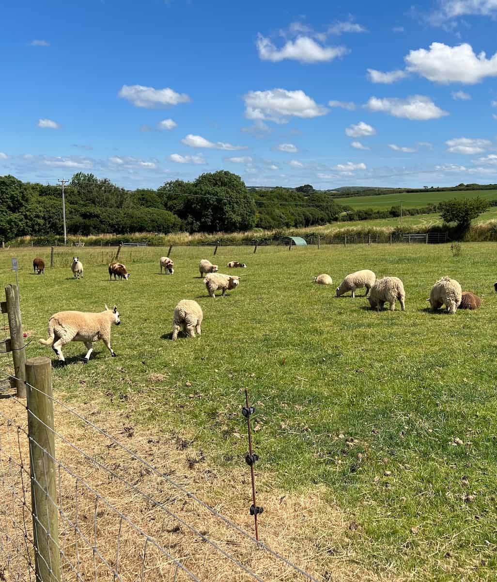 Cornwall, Dairyland Farm World Cornwall, Dairyland Farm World