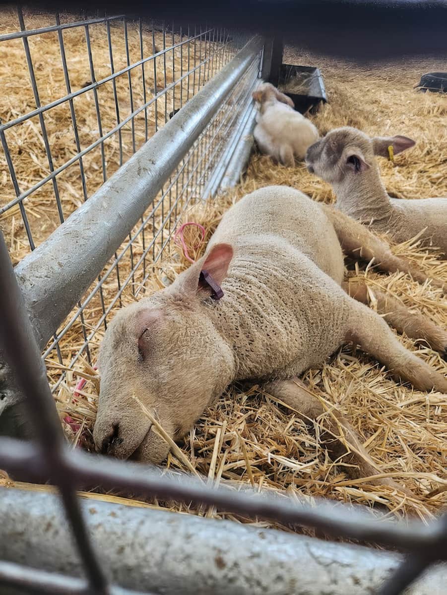 Cornwall, Dairyland Farm World Cornwall, Dairyland Farm World