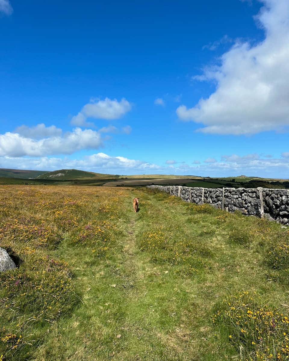 Cornwall, Dartmoor National Park Cornwall, Dartmoor National Park