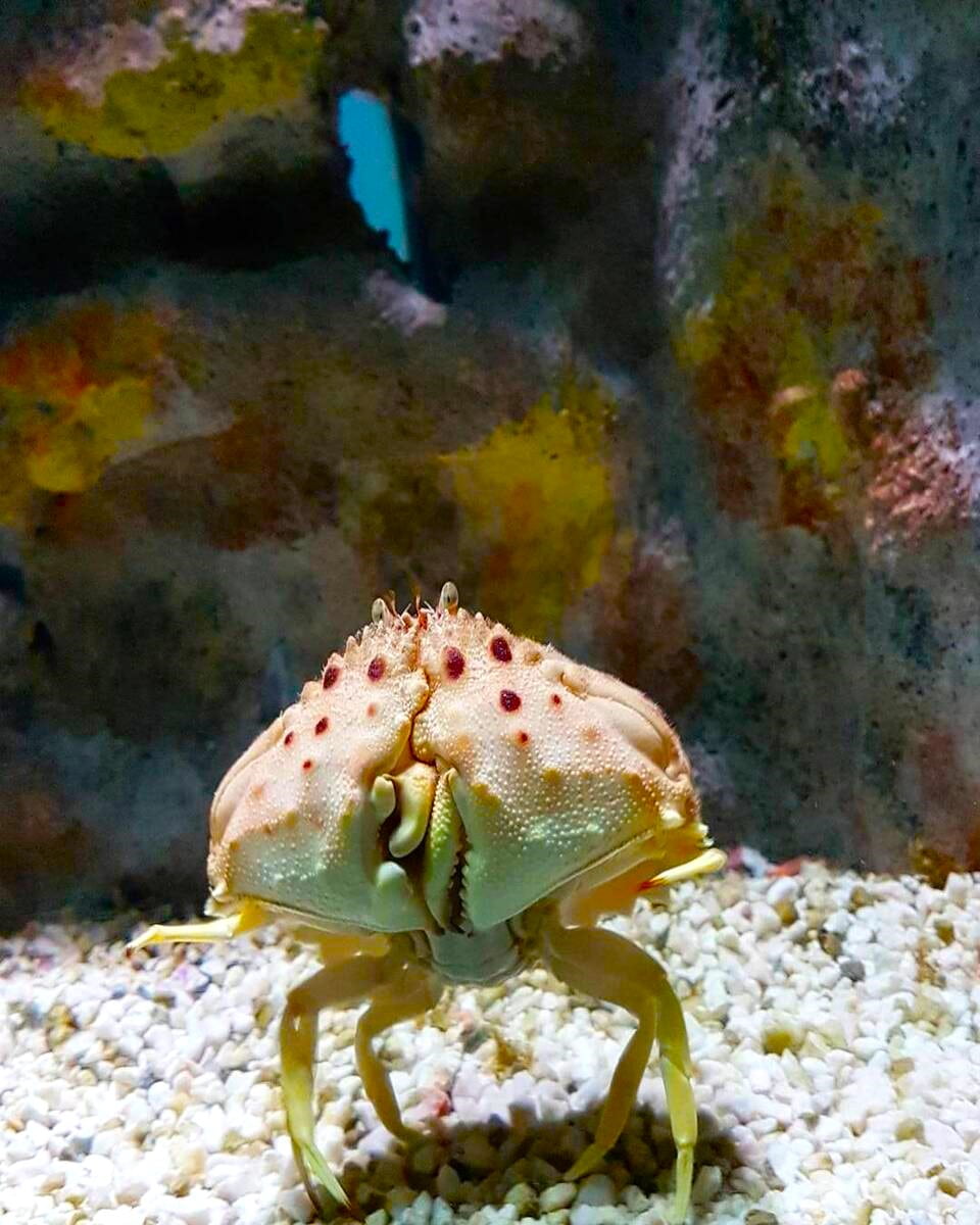 Crab at CretAquarium Crab at CretAquarium