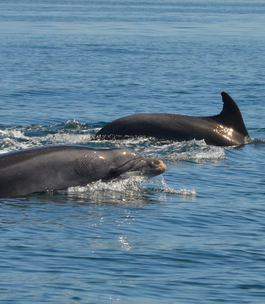 Dolphin Watching Dolphin Watching