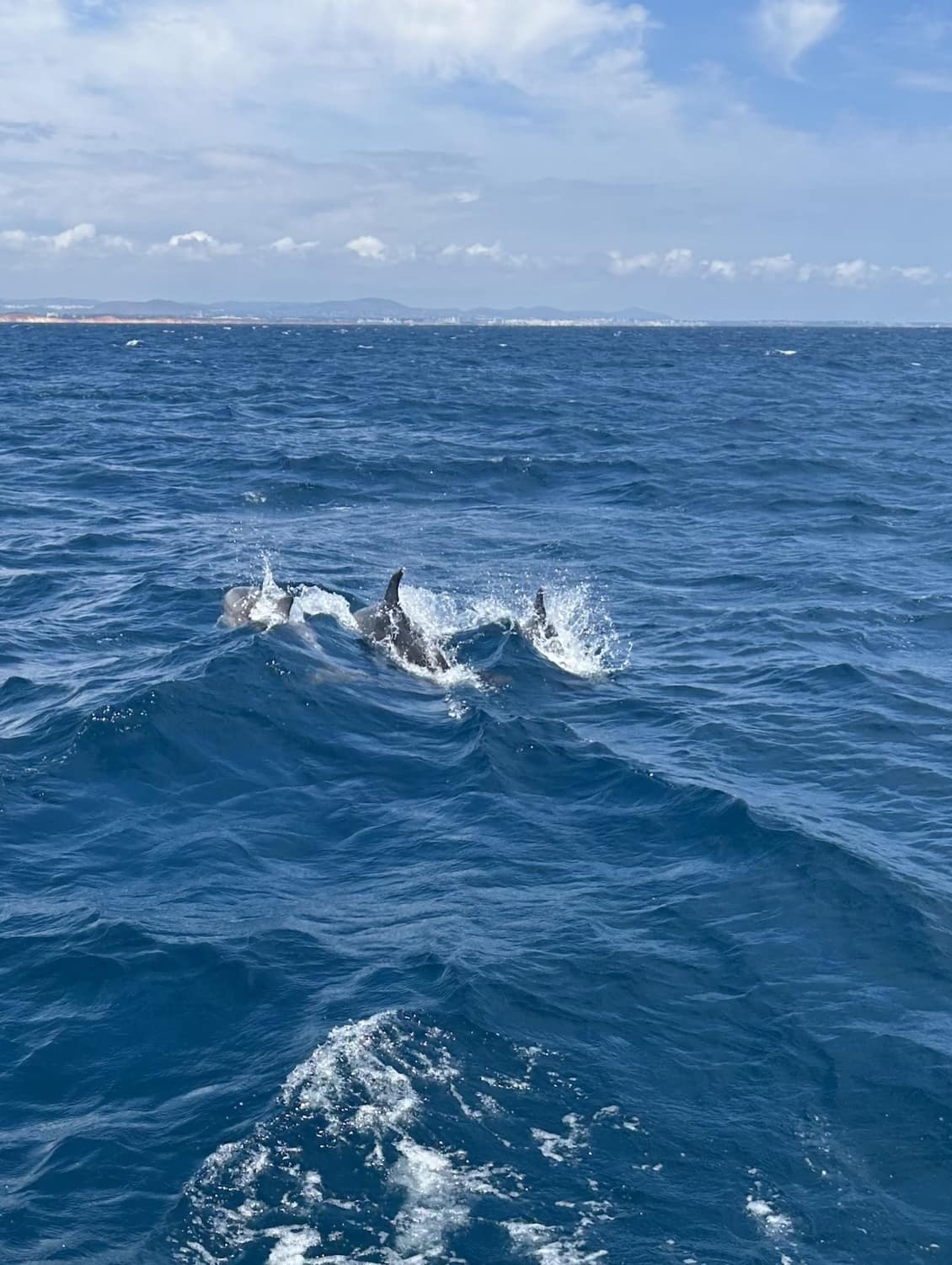 Dolphin Watching Dolphin Watching