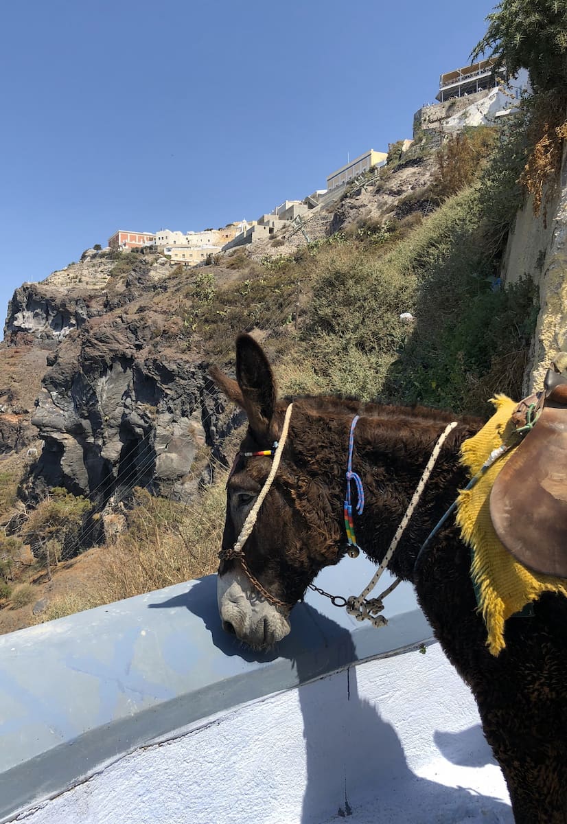 Santorini Donkey Rescue Santorini Donkey Rescue
