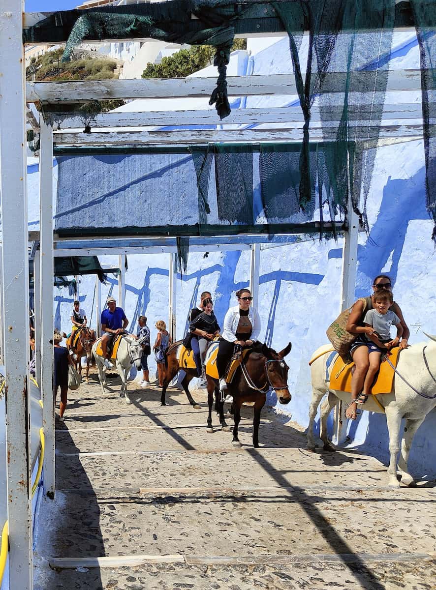 Santorini Donkey Rescue Santorini Donkey Rescue