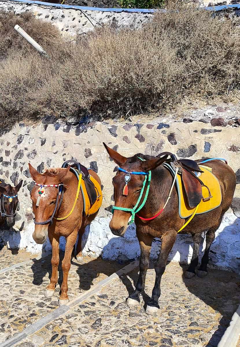 Santorini Donkey Rescue Santorini Donkey Rescue