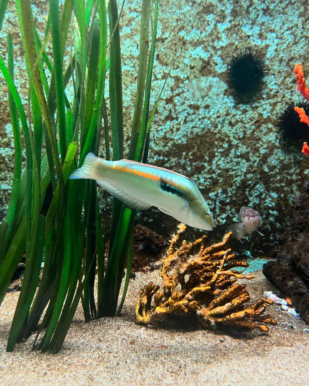 Dubrovnik Aquarium Fish Dubrovnik Aquarium Fish