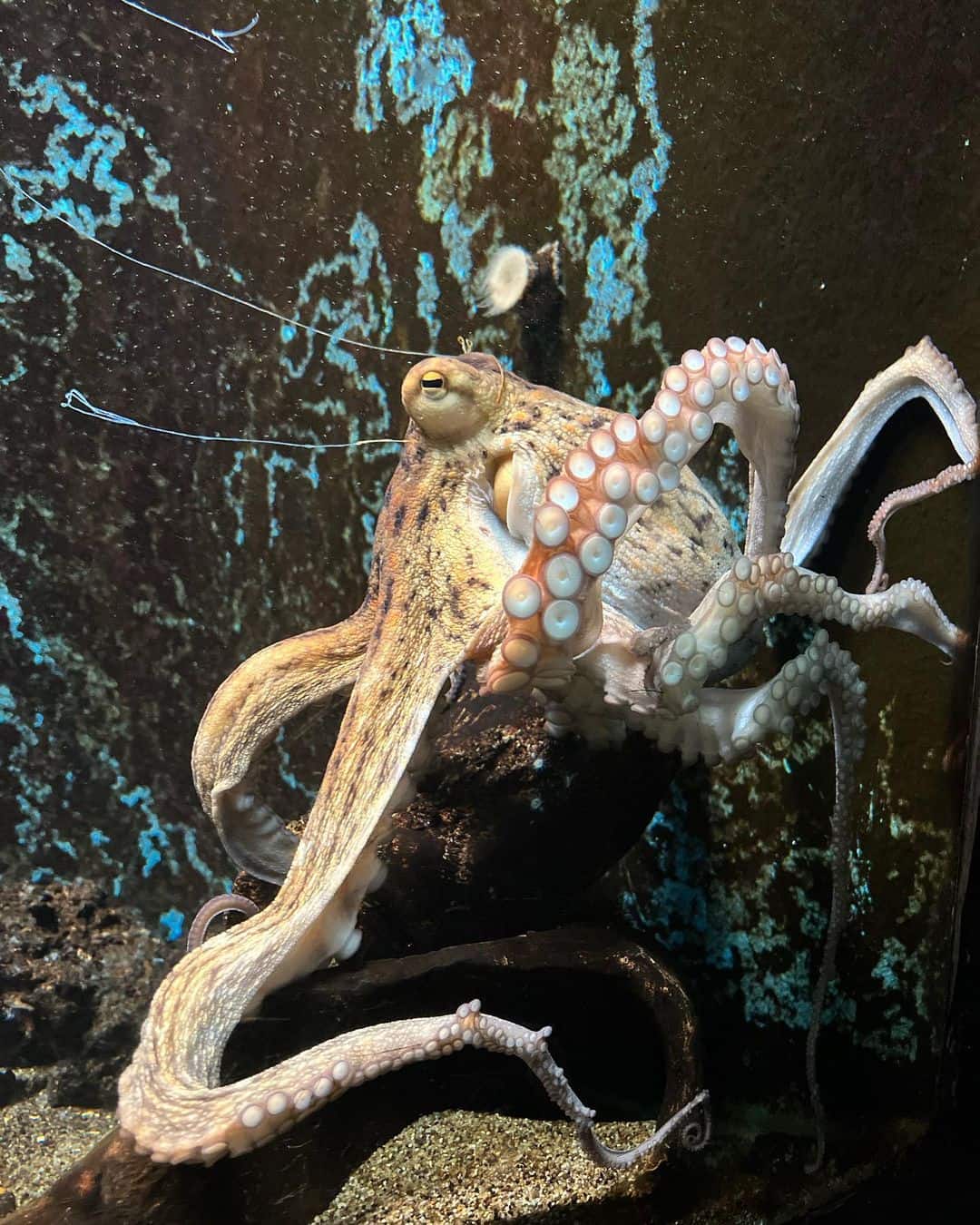 Dubrovnik Aquarium Octopus Dubrovnik Aquarium Octopus