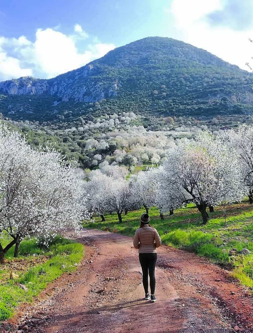 Almond Blossom Festival Almond Blossom Festival