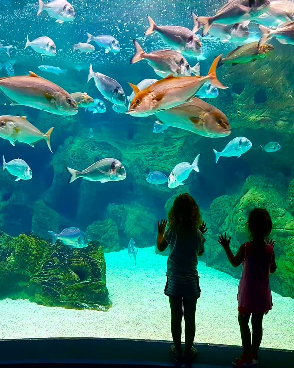 Fishes at CretAquarium Fishes at CretAquarium