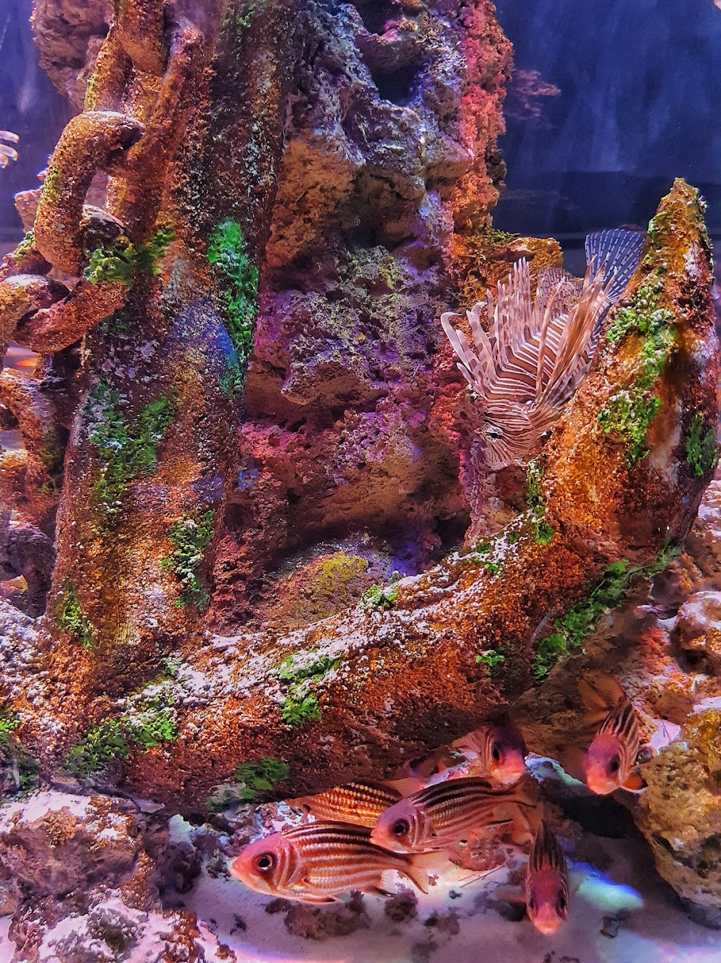 Fishes, Turkey Fishes, Turkey