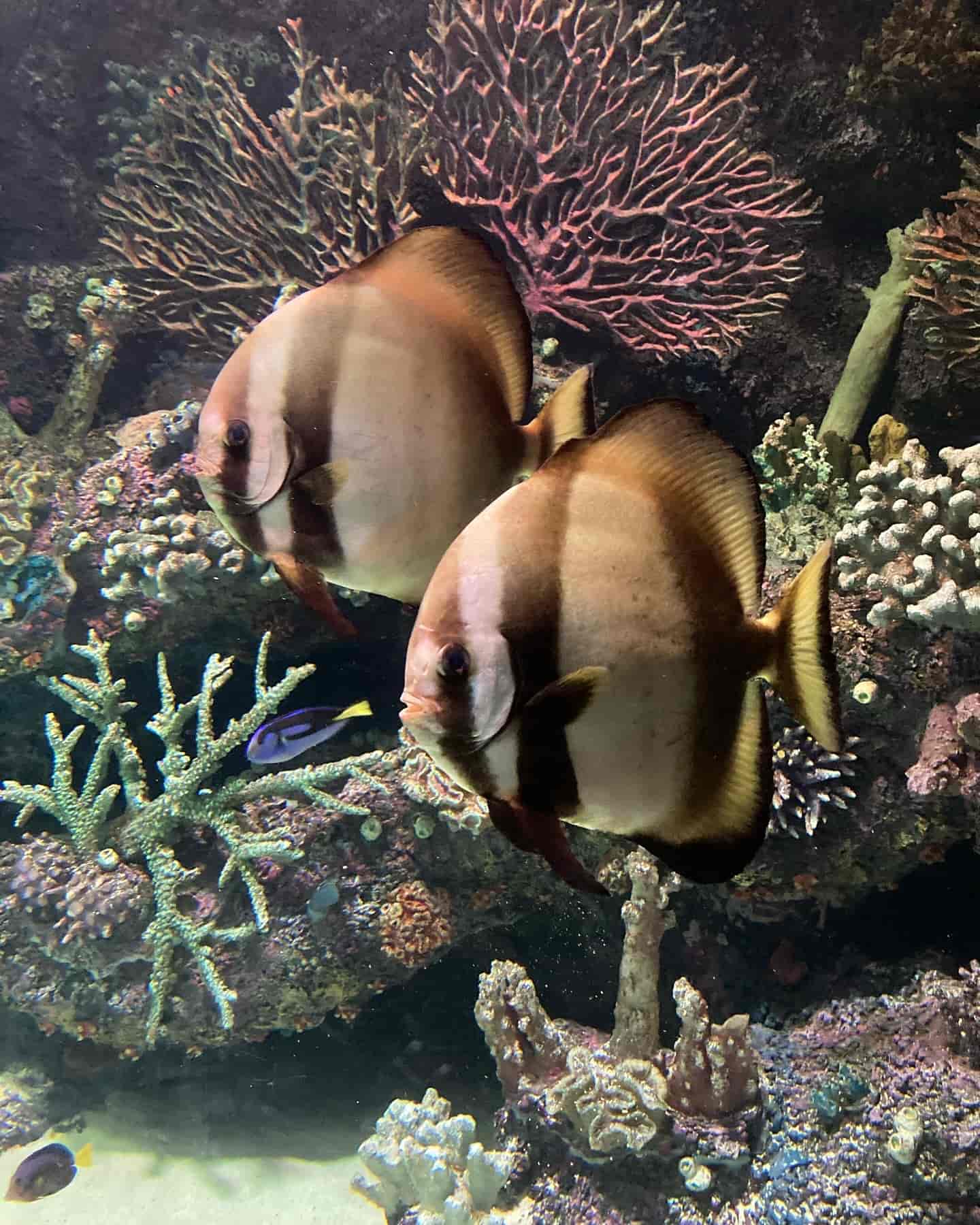 Fishes, Turkey Fishes, Turkey