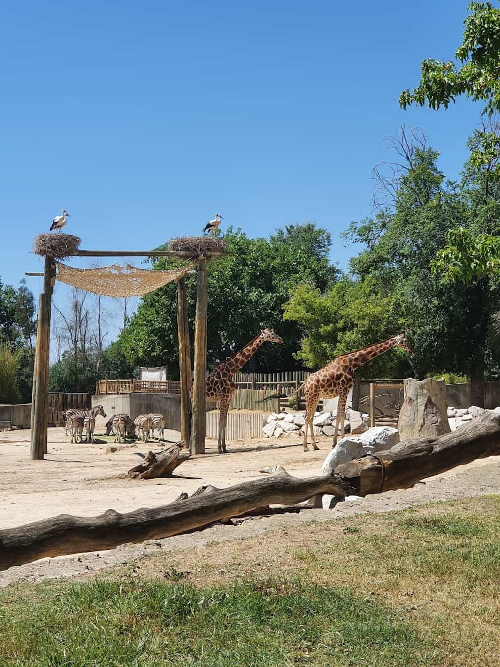 Giraffe, Spain Giraffe, Spain