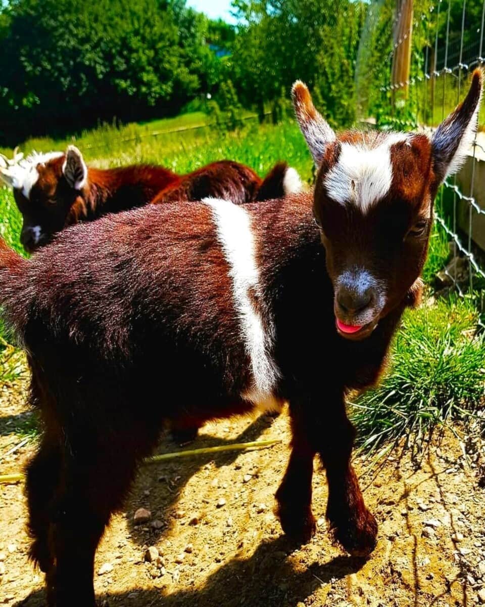 Goats at Bath City Farm Goats at Bath City Farm