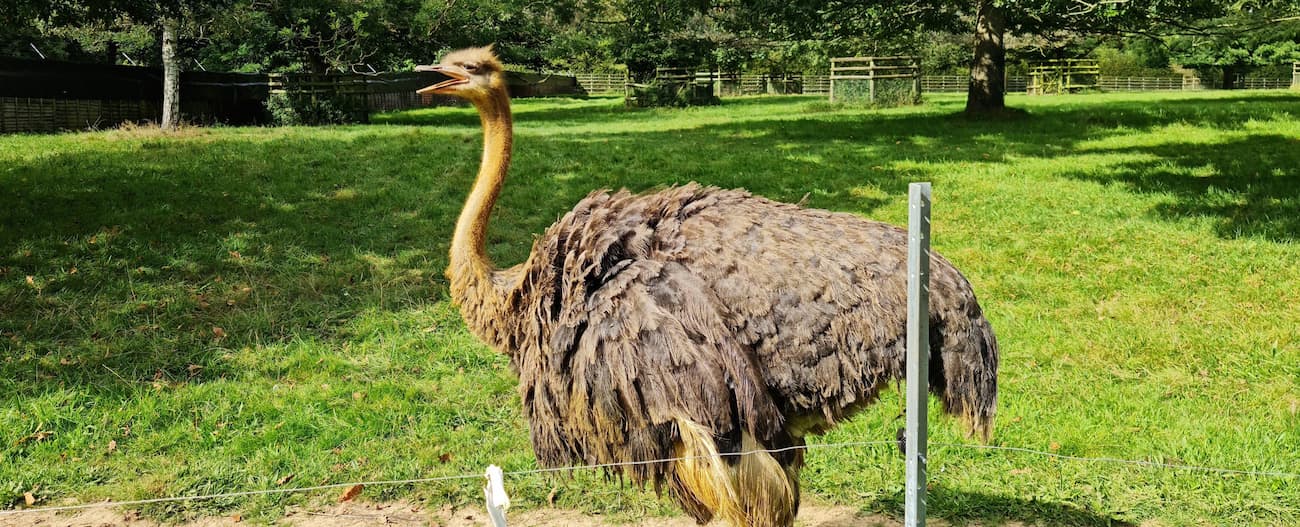 Howletts Wild Animal Park, Canterbury
