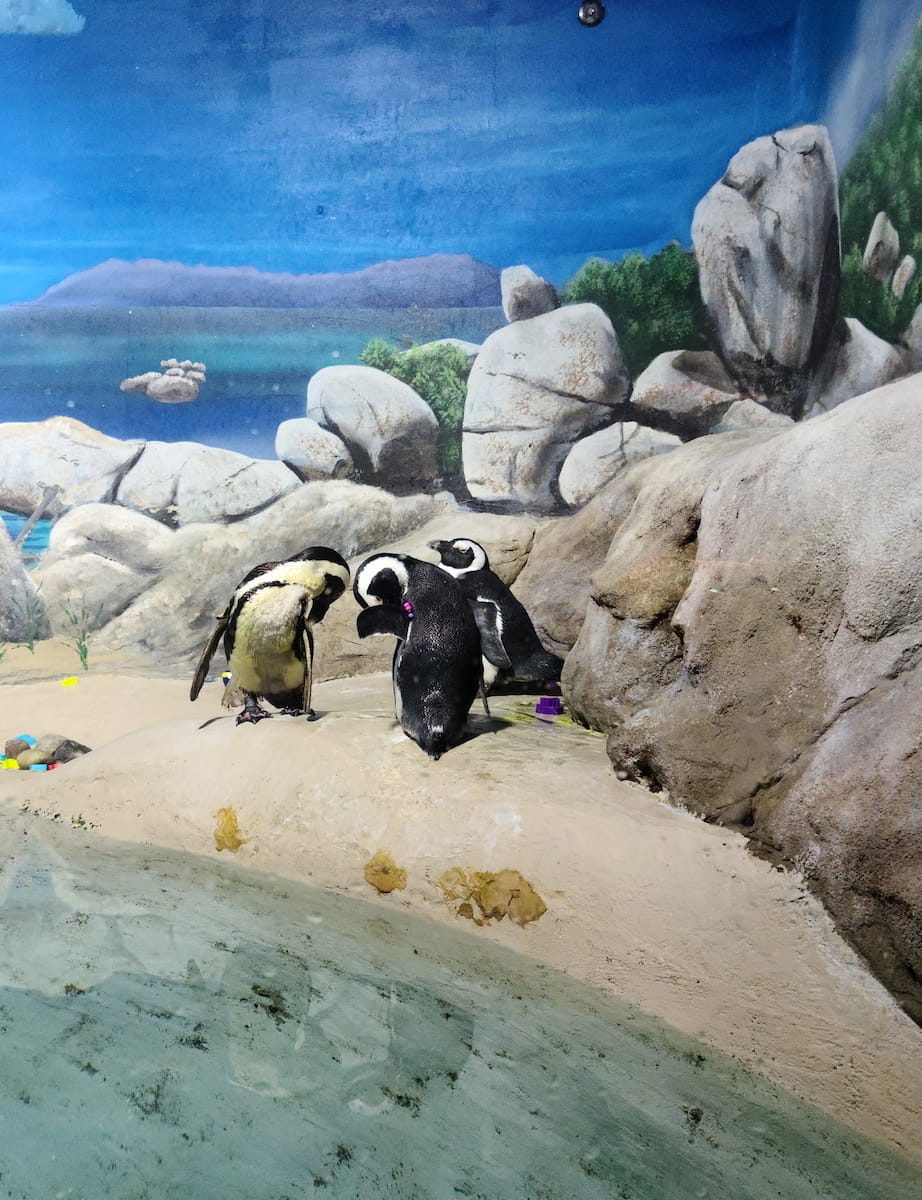 Jenkinson's Boardwalk and Adventure Aquarium Jersey Jenkinson's Boardwalk and Adventure Aquarium Jersey