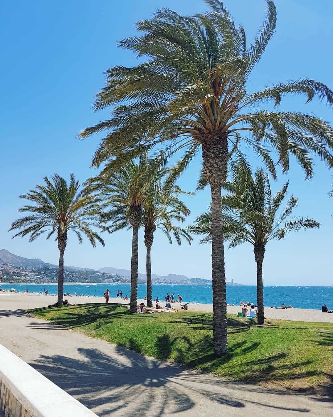 La Malagueta Beach Palm, Spain La Malagueta Beach Palm, Spain