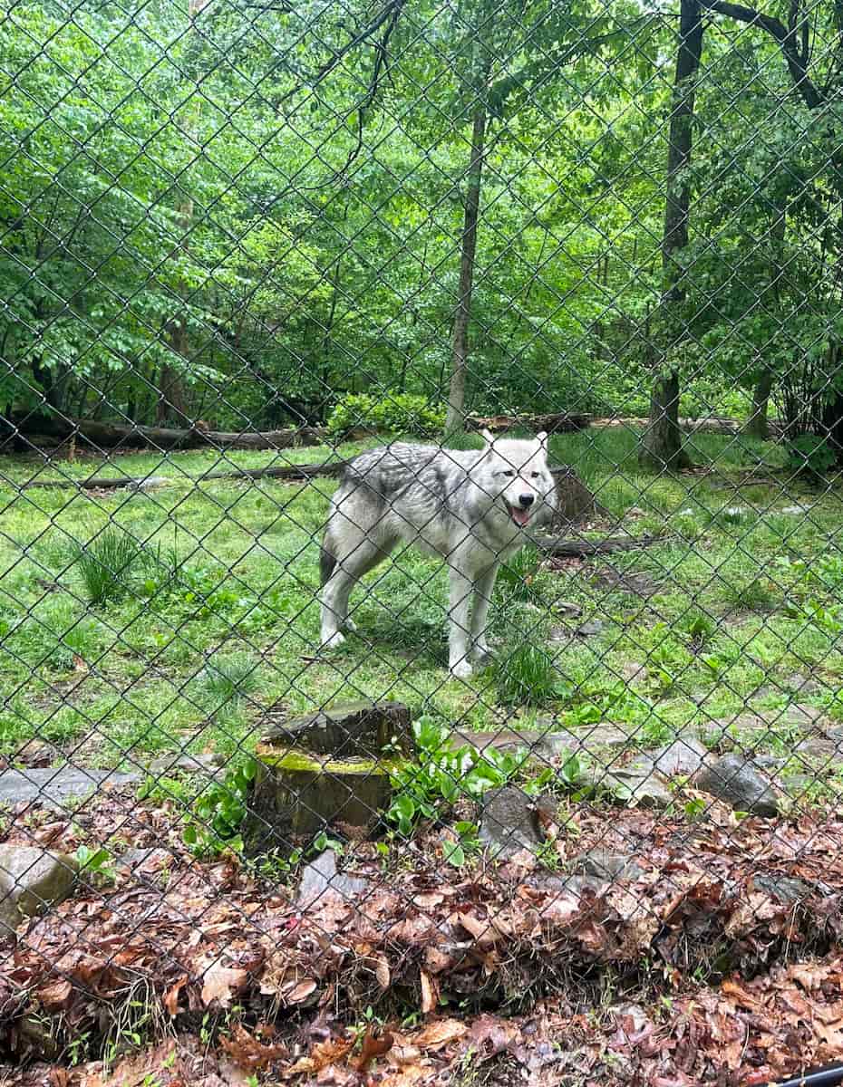 Lakota_Wolf_Preserve Lakota Wolf Preserve