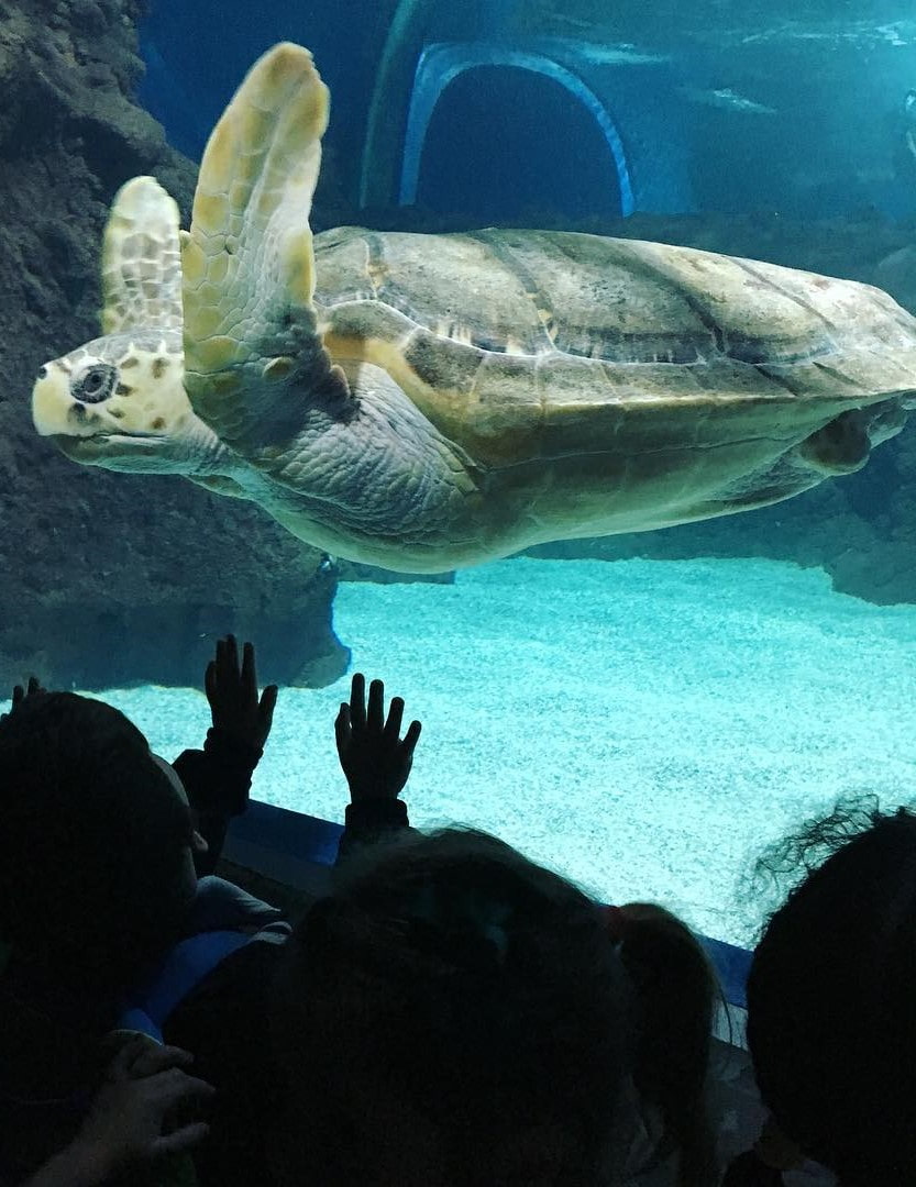 Lanzarote Aquarium Lanzarote Aquarium