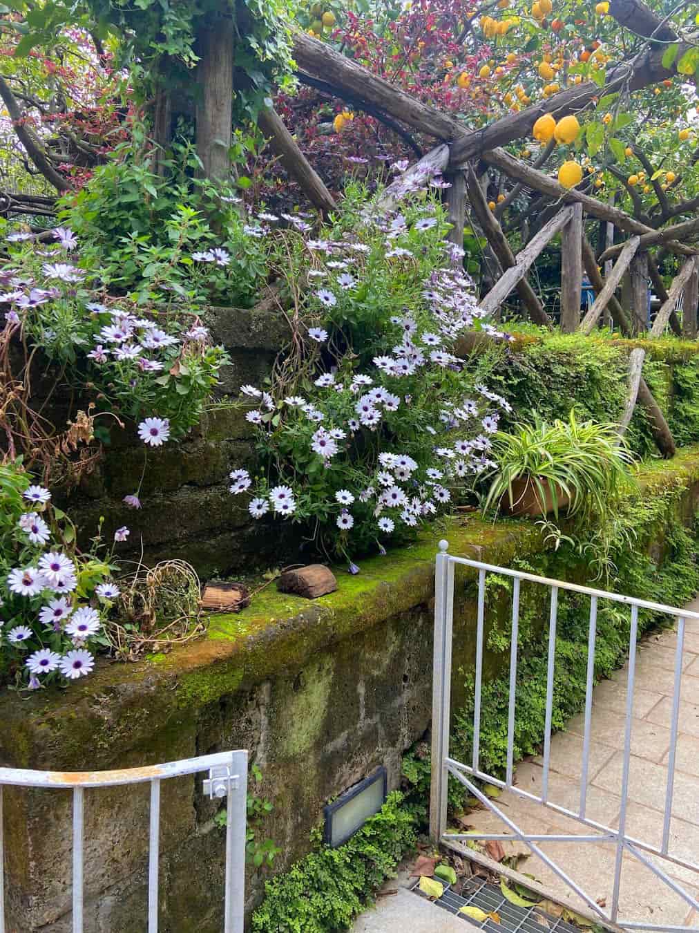 Lemon Groves Flowers, Italy Lemon Groves Flowers, Italy