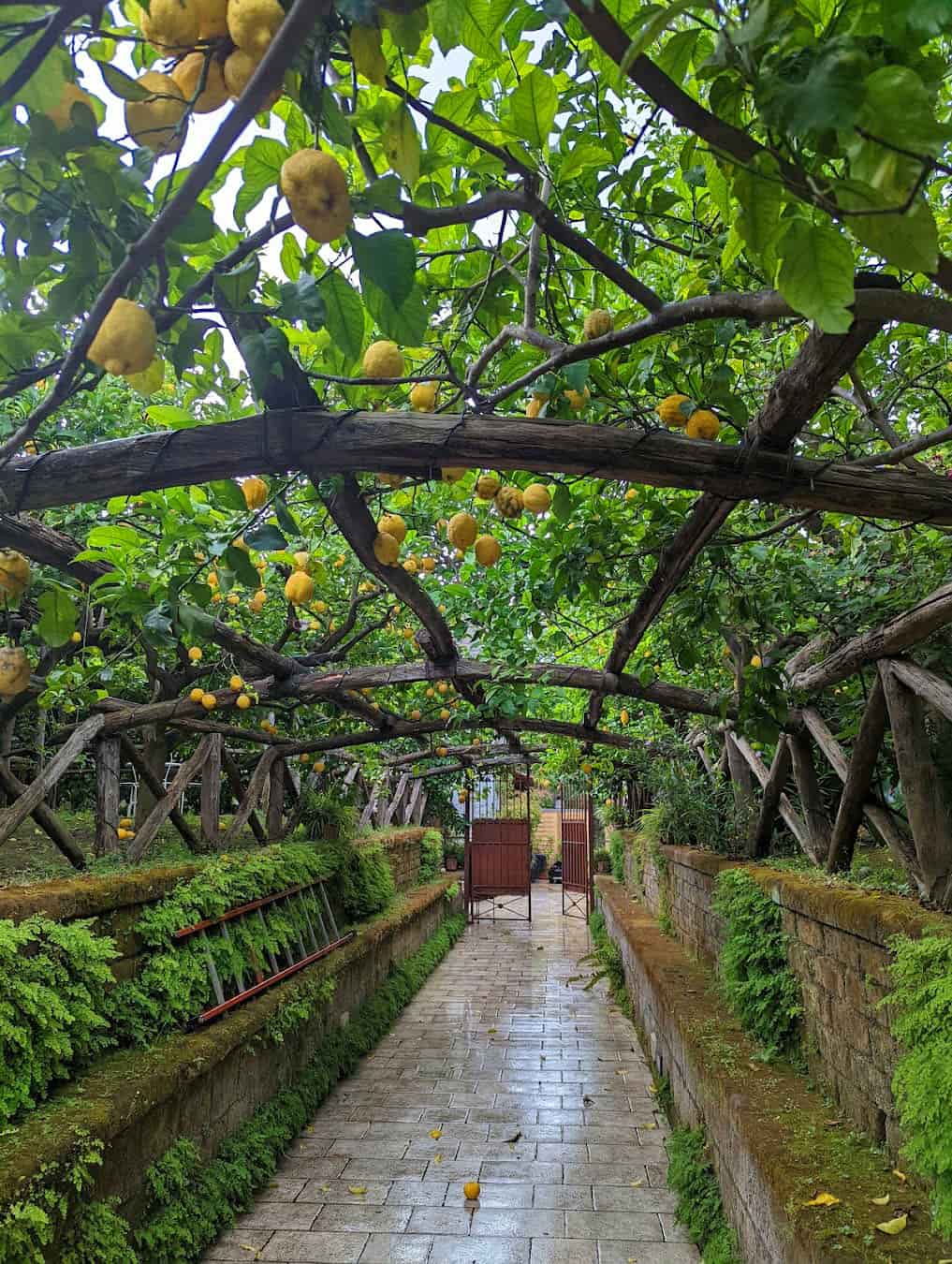 Lemon Groves, Italy Lemon Groves, Italy