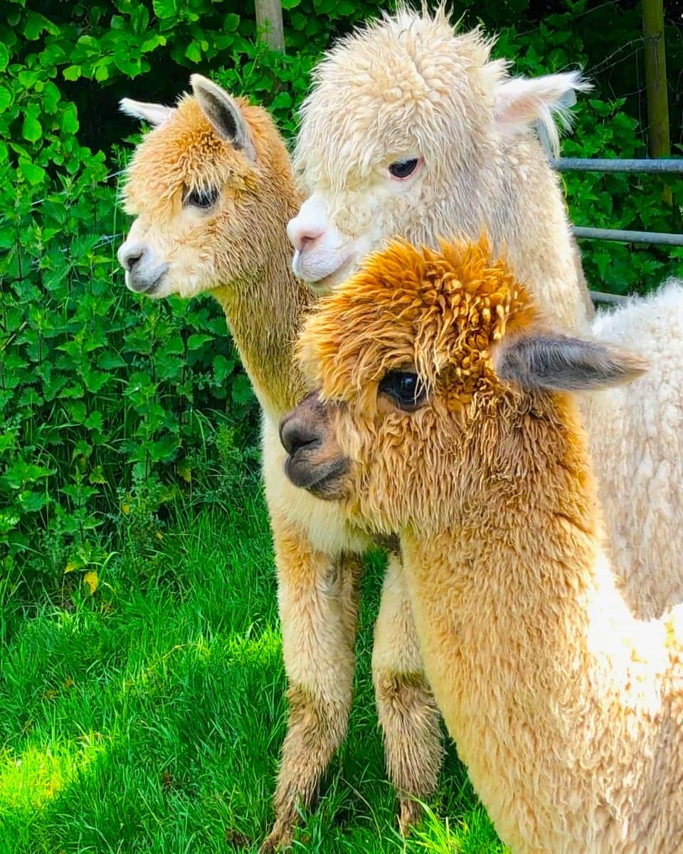 Llamas at Bath City Farm Llamas at Bath City Farm