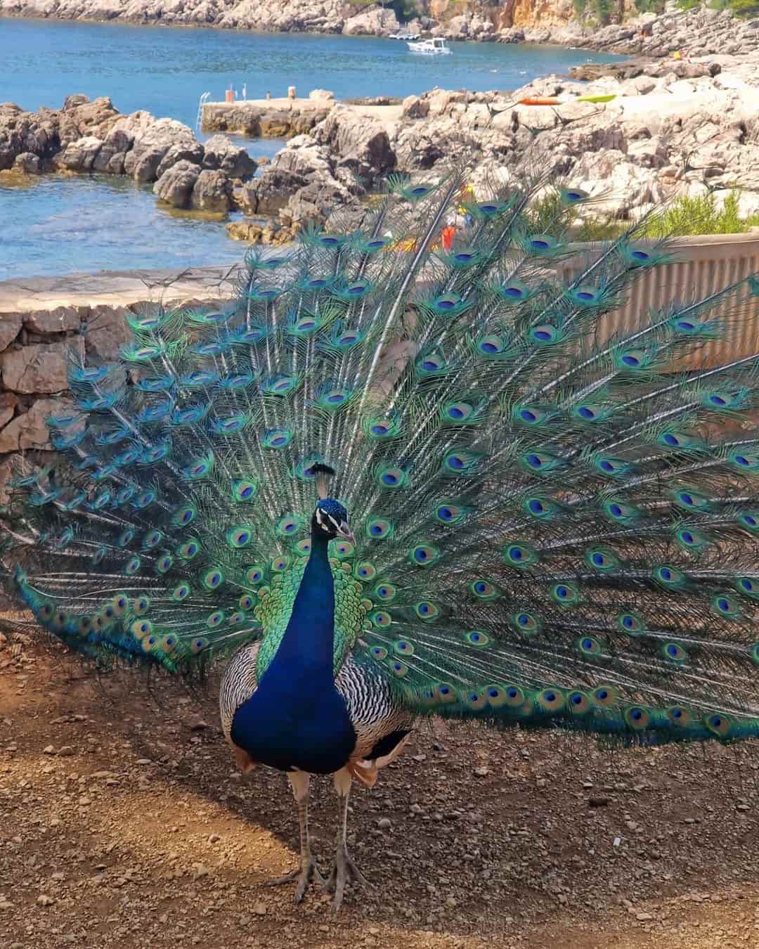 Lokrum Island Peacock Lokrum Island Peacock